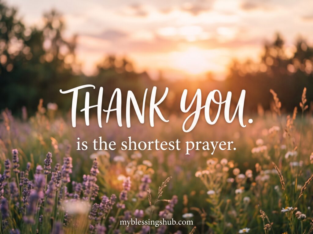 daily gratitude quotes